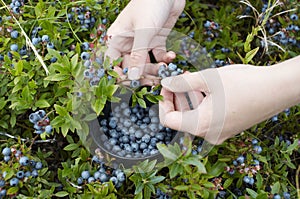 Picking blue berries photo