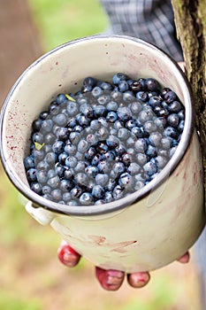 Picking blueberries