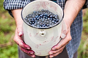 Picking blueberries