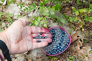 Picking blueberries