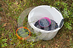 Picking blueberries