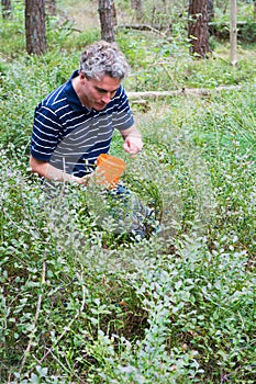 Picking blueberries