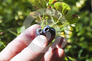 Picking blueberries