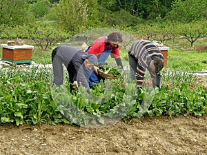 Picking chard