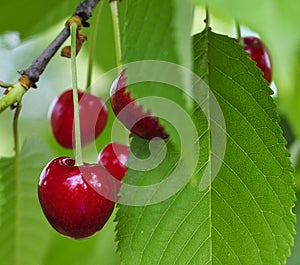 Picking cherries in Ciresoaia