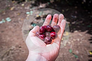 Picking cherries at Odem