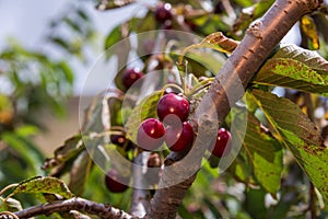Picking cherries at Odem
