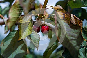 Picking cherries at Odem