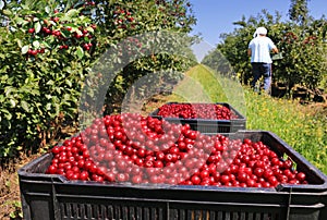 Picking cherries in the orchard