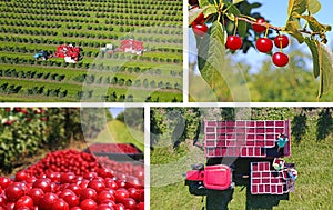 Picking cherries in the orchard - collage photo