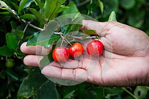 Picking cherry thai from tree