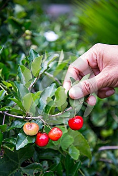 Picking cherry thai from tree