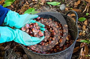 Picking chestnuts