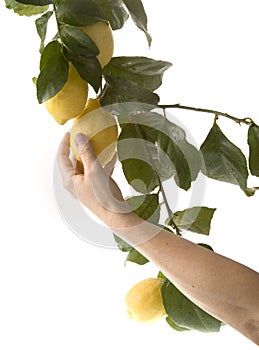 Picking from a cluster of lemons