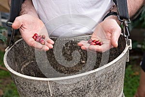 Picking coffee cherries