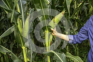 Picking a  corn from the maize plant - A woman plucks corn from the field, close-up on the hand