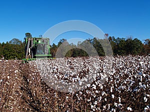 Picking Cotton