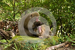 Japanese monkeys picking fleas