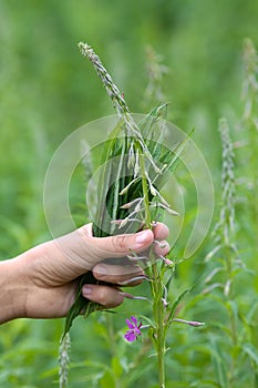 Picking flowers and leaves of willow-herb (Ivan-tea)