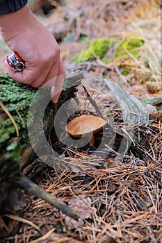 Picking of forest mushrooms on a warm sunny day. Brown mushroom. Nature of autumn forest. Season of mushrooms in forest.