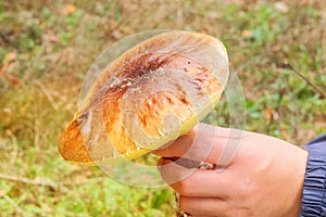 Picking of forest mushrooms on a warm sunny day. Nature of autumn forest. Season of mushrooms in forest. Brown mushroom.