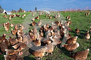 Free range brown hens of sustainable farm in chicken garden. photo