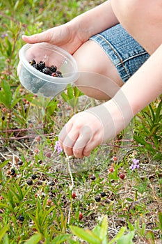 Picking fresh berries