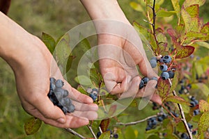 Picking fresh blueberries