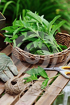 Picking fresh organic mint from own garden