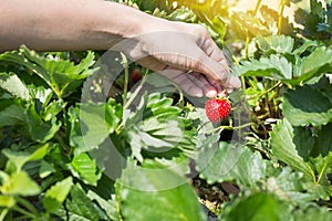 Picking fresh organic strawberries in woman hand growing