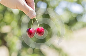 Picking a fresh red cherry