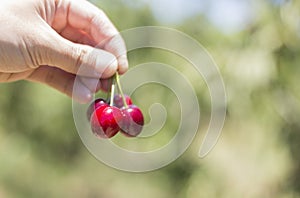 Picking a fresh red cherry