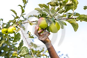 Picking fresh ripe apples