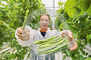 Picking fresh, ripe beans in a greenhouse