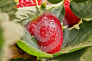 Picking fresh strawberries on the farm, Close up of fresh organic strawberries growing on a vine