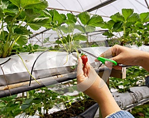 Picking Fresh Strawberry