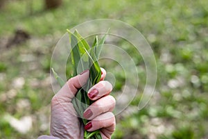 PIcking Fresh young wild garlic in the nearest forest