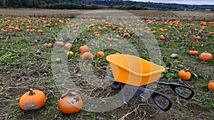 Picking giant Orange Halloween pumpkins in carts