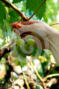 Picking grapes