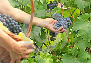 Picking grapes