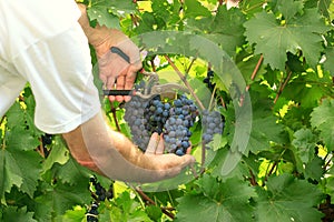 Picking grapes - harvest time