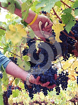 Picking grapes for wine