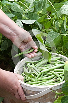 Picking Green Beans