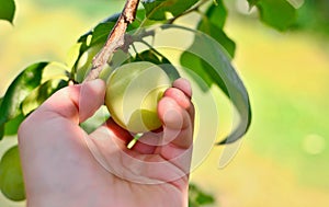 Picking the greengage plum