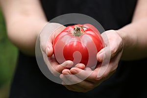 Picking Home Grown Heirloom Tomatoes