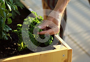 Picking homegrown parsley from a herbal raised bed on a balcony