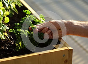 Picking homegrown parsley from a herbal raised bed on a balcony