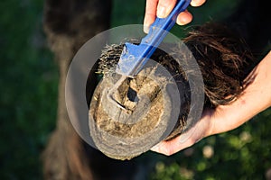 Picking a hoof with a hoof pick