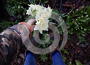 Picking Jonquil Flowers in Garden