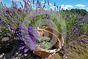 Picking Lavender